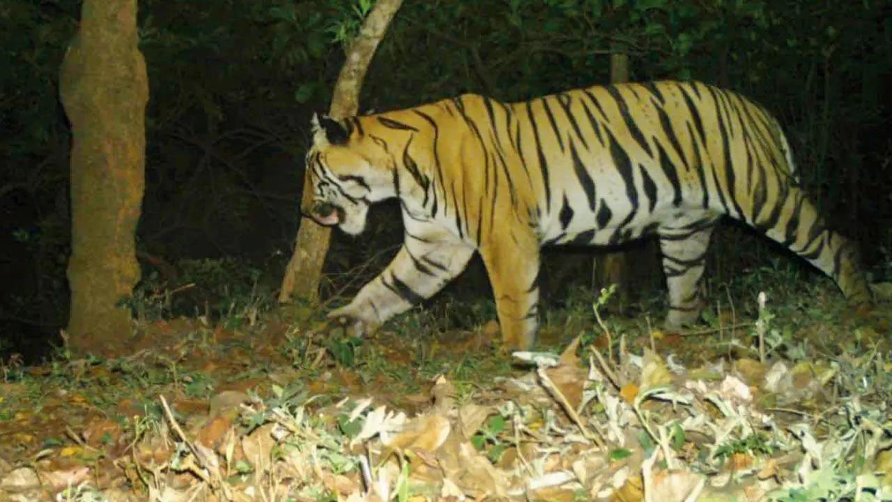 Tigress found dead in MP's Bandhavgarh reserve; toll in state rises to 18 so far this year